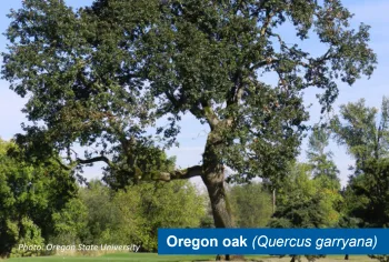An Oregon oak tree. There is a label in the lower righthand corner that says "Oregon oak (Quercus garryana)".