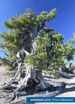 A whitebark pine tree. There is a box in the bottom righthand corner that says "whitebark pine (Pinus albicaulis)"