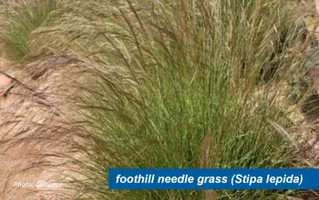 Foothill needle grass. There is a textbox in the bottom righthand corner that says "foothill needle grass (Stipa lepida)"