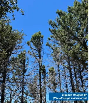 A bigcone Douglas-fir stand post-fire. There is a text box in the bottom righthand corner that says "bigcone Douglas-fir (Pseudotsuga macrocarpa)"