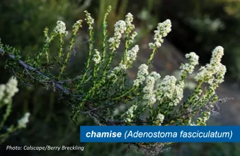 Chamise. There is a text box that reads "chamise (Adenostoma fasciculatum)"