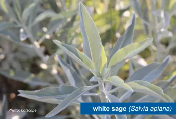 White sage. There is a text box in the righthand corner that says "white sage (Salvia apiana)"