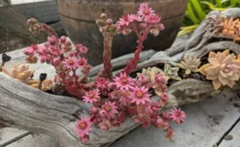 Sempervivum arachnoideum (hens and chicks) in bloom