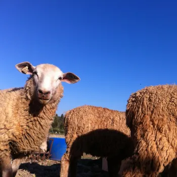 Sheep face the camera.