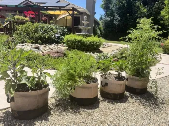 Picture of a summer vegetable garden including tomatoes