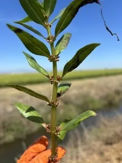 The image depicts a white water fire weed, vibrant green stem with small, glossy leaves set against a clear, distant horizon.