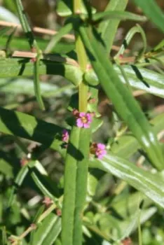 The image depicts a redstem weed, vibrant green stem with small, glossy leaves and purple flowers.