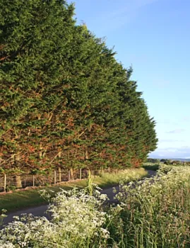 a row of conifers alongside a road