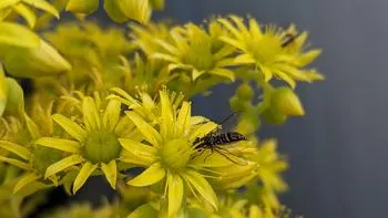 a syrphid fly on a yellow aeonium flower