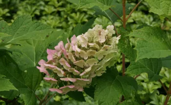 aging oakleaf hydrangea sepals turning pink