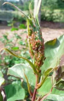 aphids covering a rosebud