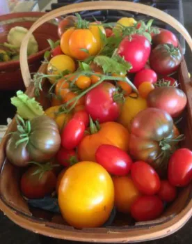 basket of ripe tomatoes