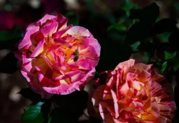 bee pollinating a rose