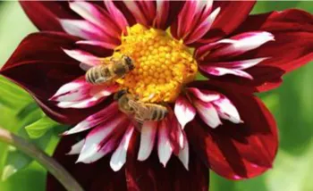 bees pollinating a dahlia flower