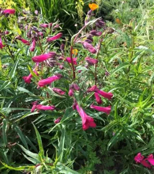 bright pink flowers on a Penstemon