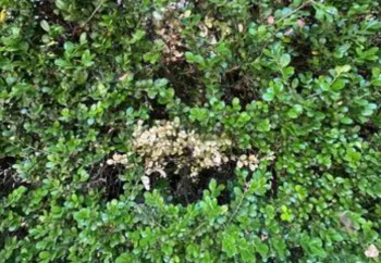 brown leaves indicative of boxwood blight