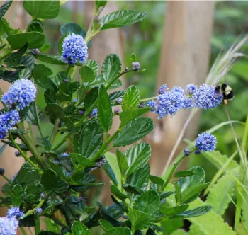 bumble bee pollinating ceanothus blossoms