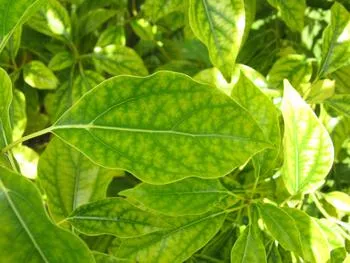 chlorosis in plants presents as pale leaves with green veins