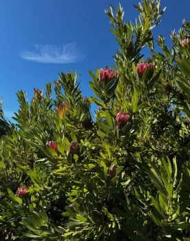 closeup of a protea plant in bloom