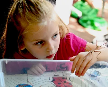 Ember Stephenson, 4, gets acquainted with a stick insect.