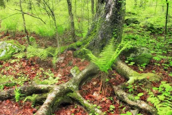 lush forest floor covered in duff, leaves, and low-growing plants