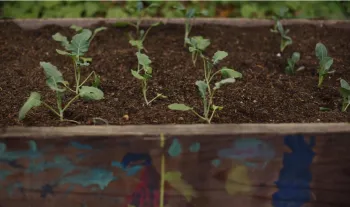 garden bed planted with broccoli seedlings