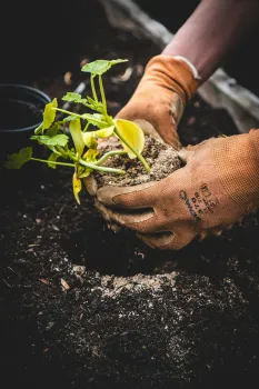 gloved hands holding a seedling in a clump of soil