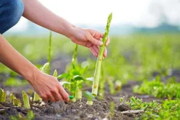 hands harvesting asparagus growing out of the ground