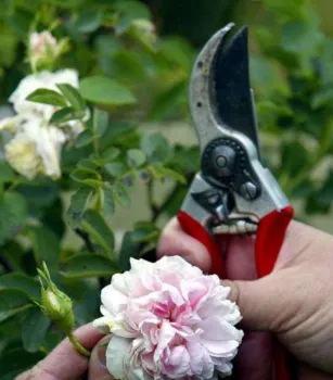 hands holding pruners and a rose bush