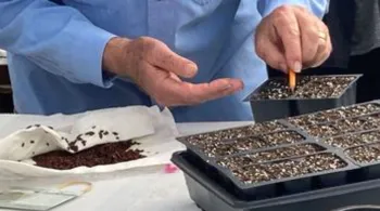 hands planting seeds in trays of soil