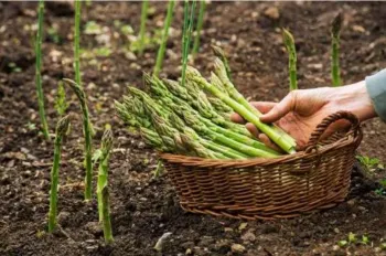 harvested asparagus in a basket next to asparagus growing out of the ground