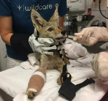 injured coyote being treated at a veterinarian