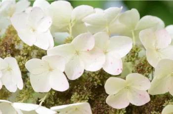 modified leaves called sepals on white oakleaf hydrangea flowers