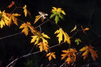 multicolored autumn leaves on branches