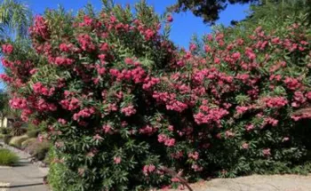 oleander bush with pink flowers blooming