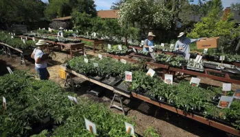 people working at a plant sale