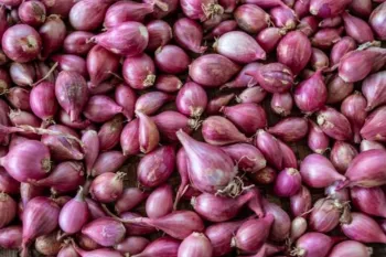 pile of harvested purple shallots