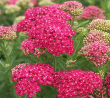 pink blossoms of Achillea or Yarrow