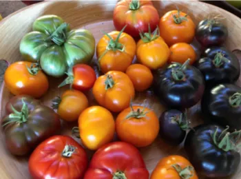 platter of ripe red, orange, purple, and green tomatoes