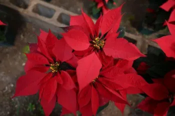 poinsettia euphorbia pulcherrima