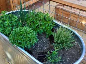 Herbs plated in a water trough with drip irrigation