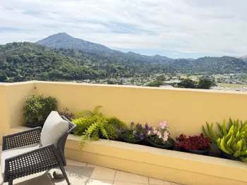 potted plants on a home balcony