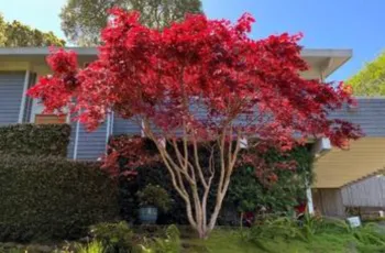 red foliage of the Acer palmatum (Japanese maple)