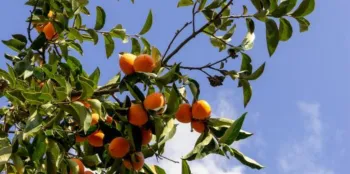 ripe persimmon fruit hanging on a tree