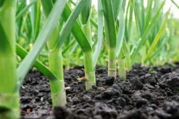 rows of garlic plants planted in the ground