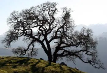 silhouette of a valley oak on a foggy hillside