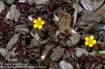 small yellow flowers of non-native oxalis