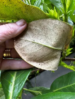 spotted underside of a plant leaf