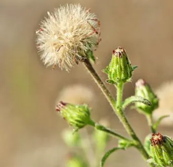 stinkwort flowers gone to seed