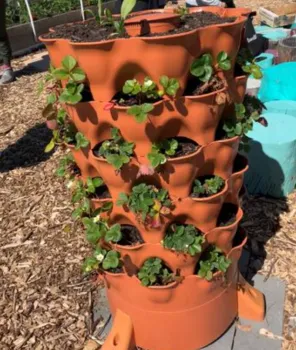 strawberry pot planted with strawberry plants